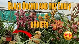 Black Orchid 🖤|| Kiwi Midnight and the Early variety 😍#cymbidium 