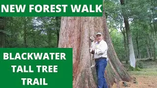 NEW FOREST WALK : BLACKWATER TALL TREE TRAIL (NEW FOREST NATIONAL PARK)
