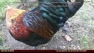 LIVE: Smart Chicken Feeder &ndash; Control with Chat! �💬