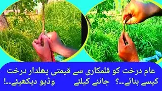 |How Can We Make |Budding| in Mulberry Tree| Successful Results|