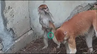 🙊Is 5M Old Baby Patas Monkey Boy or Girl? 5月大紅猴瑀安是男生還是女生?🤔