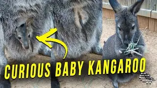 Curious Baby Kangaroo Comes Out of Pouch to Check What&rsquo;s Up