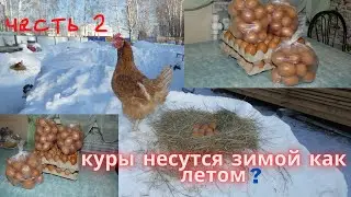 Куры несутся зимой как летом? Часть2.