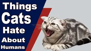 Top 10 Things Cats Hate About Humans