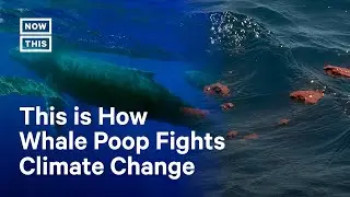 How Whales Help Fight Climate Change