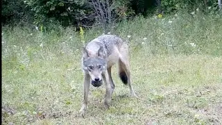 Unexpected Northern Ontario Trail Camera Footage!
