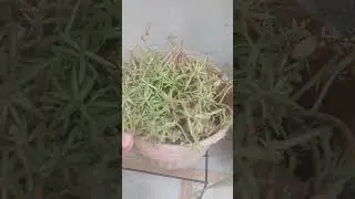 Cuting  ✂️  say  grow ho janye wale 6 plants 🪴 #shortvideo ##gardening