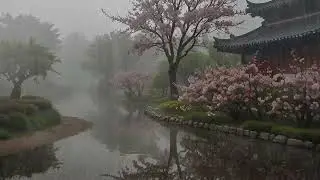 Calming Rain Ambience for Deep Relaxation | Soft Natural Rainfall to Help You Sleep Comfortably