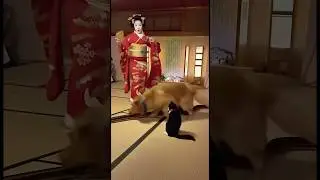 Dog Saves the Day at the Geisha Show!
