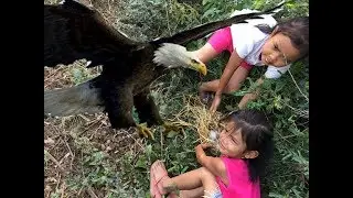 Girl found a eagle nest on the higher tree - steal eagle eggs and cooked in Bamboo tube