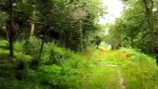 Walcot Wood, Shopshire - Ancient Oaks