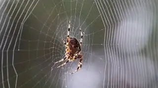 Spider Spinning Its Web - Time Lapse