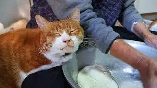 猫たちと小豆ひっつみ作り　260204
