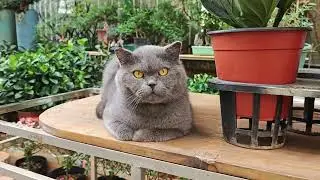Cat in the garden