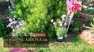 Planting  SCABIOSA and AFRICAN DAISY on the ground