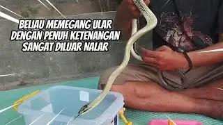 Bertemu Dewa Penjinak Ular #ularputih