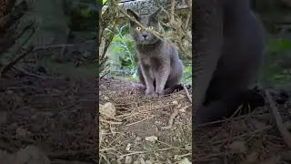 this cat is high on weed🤣🤣 #cat #funny #animals #cute #funnyvideo #catlover #fyp #shorts #short
