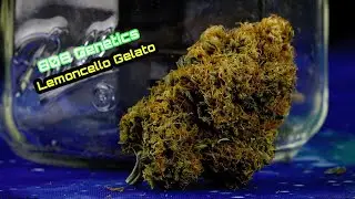 Lemoncello Gelato | 808 Genetics | The Hunt