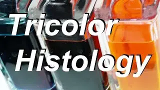 組織切片：Paraffin section, Alcian blue, Hematoxylin, and Eosin staining: 2020-12-30