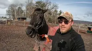 Sending 24 Horses Into Their Pastures