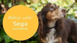 Walkies with: Dafydd and Sega (the Working Cocker Spaniel)
