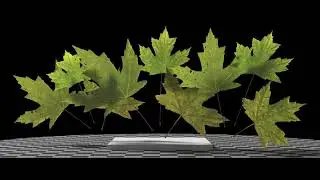 Sugar Maple 4 (Acer Saccharum) leaves. SideFX Houdini, Karma XPU, MaterialX