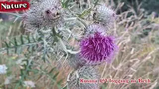 ASMR #КРАСОТА ПРИРОДЫ #Вирусныевидео+Приключения