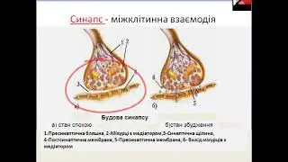 8 клас. Значення нервової системи. Рефлекторна дуга [Дем'янів Іванна Василівна]