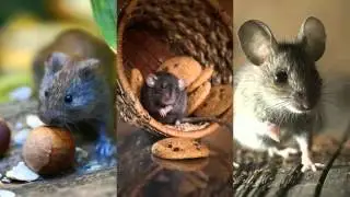 Rodent Control 916-226-4836 Rosemont CA 95826 Ant Control