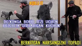 Aqilli kuchuk: DO'KONGA BORIB BOZORLIK QILIB KELADIGAN KUCHUK, BERKITGAN NARSANI  AYTSA  TOPADI