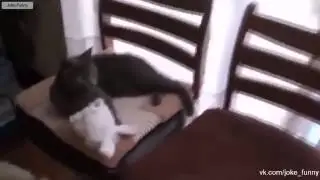 Свежие приколы 4