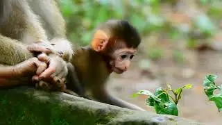 LITTLE BABY RAINBOW VERY HAPPILY PLAY ON STONE WITH ORPHAN MONKEY.