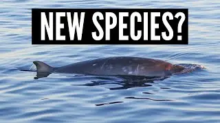 New beaked whale species discovered?