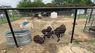 Goat Worming - Keeping our Goats Worm Free Naturally