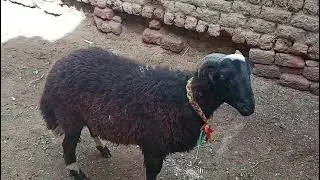 خروف طلوقه برديسي اصلي بيور بسم الله ماشاء الله ربنا يبارك 