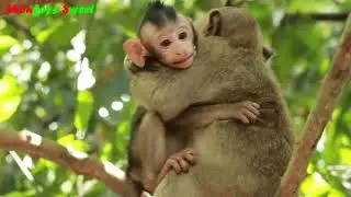 Anya Monkey And Monkey April Mama Monkey,Baby Monkey Viola Bring Baby Anya Climb The Tree