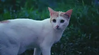 They loved to play outside.