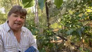 Summer Harvest and Pruning and a Cheeky Rosella