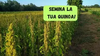 Coltivare la Quinoa nel 2025: Il Superfood che Ti Sorprenderà!