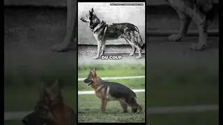 Berger Allemand : l&rsquo;humain l&rsquo;a m&eacute;tamorphos&eacute; 😱