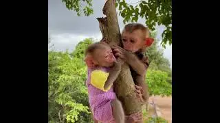 #baby monkey #baby monkeys #baby monkey Attacked #baby monkey crying #new born baby monkey