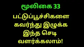 பொற்காகதுண்டி | Asclepias curassavica | அலசல் மூலிகை | Alasal herbal
