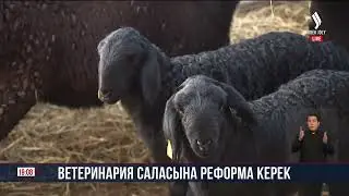 Ветеринария саласына реформа керек | Jibek Joly news