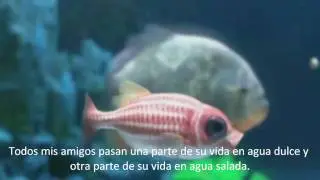 SUBTITULADA the salmon dance - the chemical brothers sub espa&ntilde;ol (official) SUBTITULOS