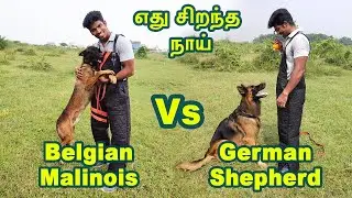 german shepherd vs belgian malinois |எது சிறந்த நாய்|spotlight tamil