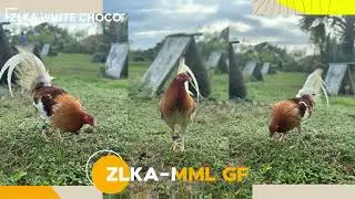 ZLKA WHITE CHOCO
