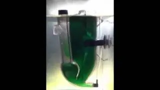 Naupli Star