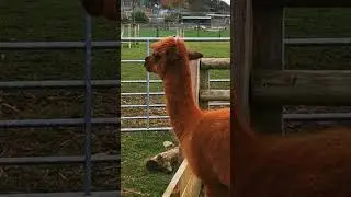 Alpaca at Noah's Ark Zoo Farm #shorts #alpaca #Llama