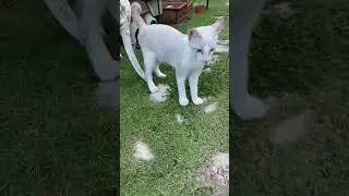 Funny And Cute Cat Action When Looking For Kitten😺🐈 #comedy #cat #funny #catlover #cutecat #shorts