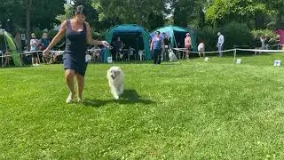 2023 08 18 Duodanube Bratislava dog show - Australian Shepherds